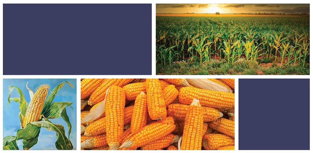 Maize