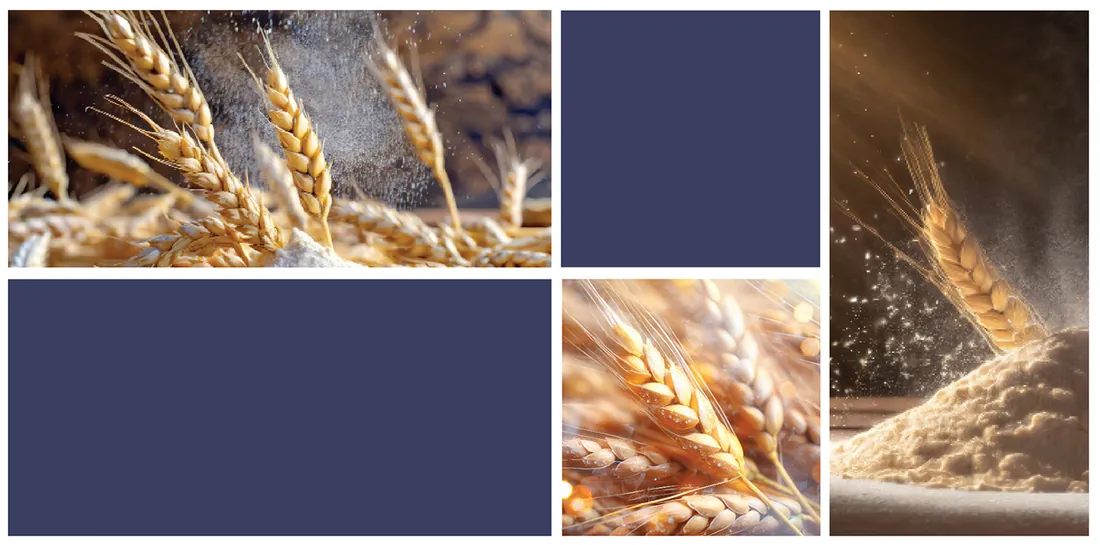 Wheat